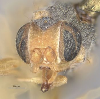 Media type: image;   Entomology 13376 Aspect: head frontal view